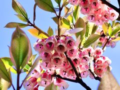 -梧桐山风景名胜区