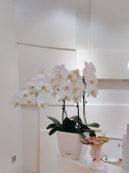 -JUVA欧华医美连锁
