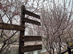 -桃花堤公园