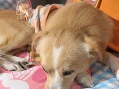 -MARSMART PETS火星宠物超市(1733店)