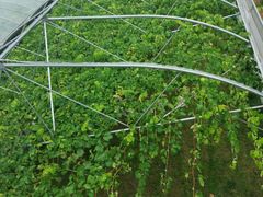 -白鹿原葡萄主题公园