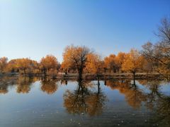 -金塔沙漠胡杨林景区