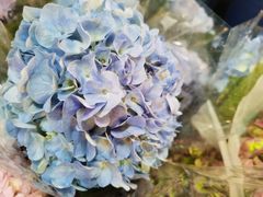 -三圣花乡旅游区