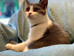 -啵啵喵·猫咖(攀华国际店)