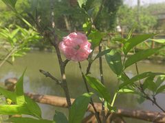 -南汇桃花村