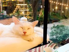 景观位-有猫主题·治愈系猫咖(曾厝垵店)