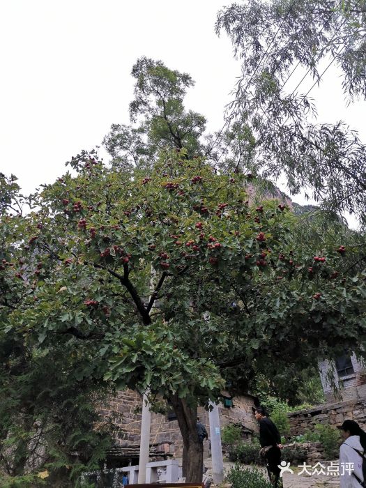 齐王寨景区图片