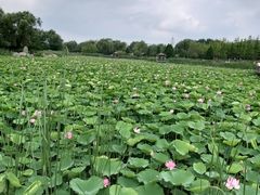 -羊亭河湿地公园