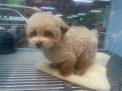 -FAELING PETS美天灵宠物(合生汇店)