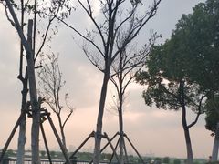 -合肥滨湖国家森林公园