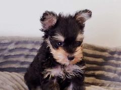 -翊宠yipet猫狗购宠庄园犬舍•猫舍