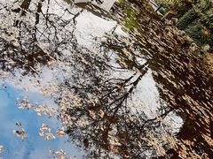-秋霞圃