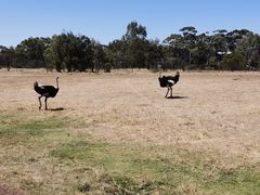 -威勒比开放式动物园