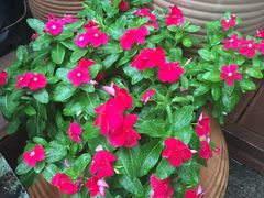 -百味馆·粤菜·湛江菜(后海花园店)