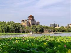 -莲花池公园