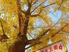 -三里屯东五街银杏大道
