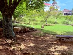 -神户市立六甲山牧场