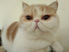 -滚猫咖啡·猫咖·猫友好撸猫(未来城店)