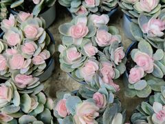 -桂林市花鸟市场