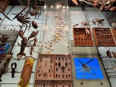 -美国自然历史博物馆