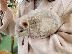 -藦茜花园宠物主题亲子互动体验馆(国顺东路店)