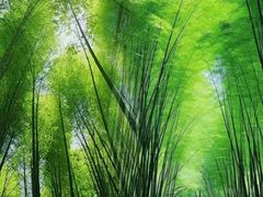 -蜀南竹海景区