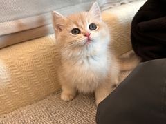 -东方名猫馆·英短金渐层布偶猫舍(环线广场1号楼店)