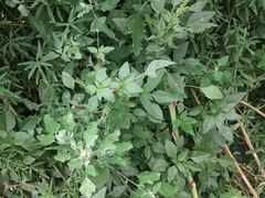 -阳阳中国饭(龙湖大兴天街)