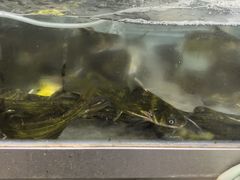 -九寨沟石锅鱼(沣峪口二十年店)
