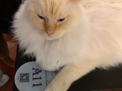 -猫小院猫主题咖啡厅(北锣店)