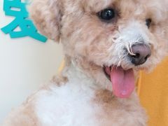 -关爱动物医院·心脏·中兽医·异宠(金牛路分院)