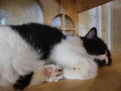 -平行世界·猫咖(首经贸店)
