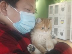 -东方名猫馆·英短金渐层布偶猫舍(环线广场1号楼店)