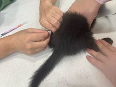 -瑞鹏宠物医院·猫科·宠保定点(梅溪湖分院)
