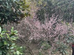 -新洲生态园