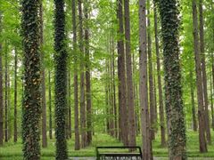 -黄海国家森林公园