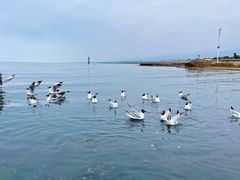 -青海湖国家重点风景名胜区