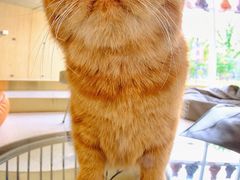 -飞行喵MR PILOT|猫舍·猫咖(静安大融城店)