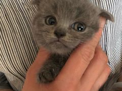 -Bastet sally猫舍购宠(静安店)