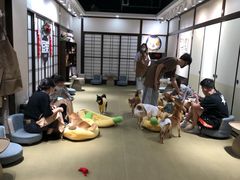 -逗柴咖啡屋·狗咖猫咖宠物桌游