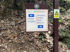 -西双版纳原始森林公园