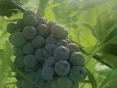 -安德鲁户外烧烤帐篷营地(马泉营店)