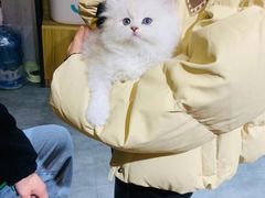 -欣宠猫屋·矮脚拿破仑·蓝金金渐层