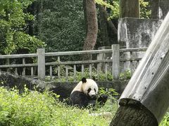 -中国大熊猫保护研究中心雅安碧峰峡基地