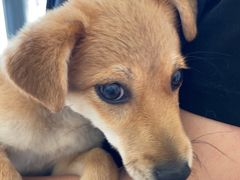 -艾贝尔宠物医院·狂犬免疫点(江山金象城店)
