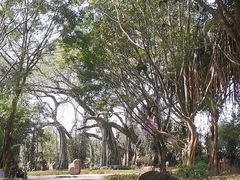 -瑞丽独树成林风景区