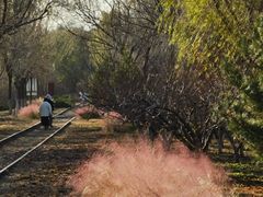 -永定河休闲森林公园