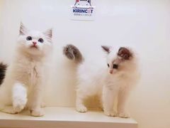 -十年猫舍·猫咪专门店(普陀店)