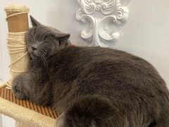 -共舞时光猫咖·狗咖(新街口店)