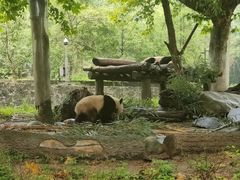 -都江堰中华大熊猫苑